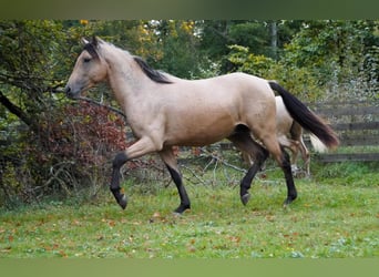 Andalusian, Stallion, 4 years, 15.2 hh, Dun