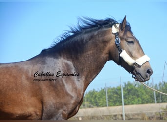 Andalusian, Stallion, 4 years, 15,2 hh, Dun