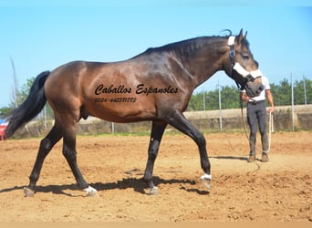 Andalusian, Stallion, 4 years, 15,2 hh, Dun