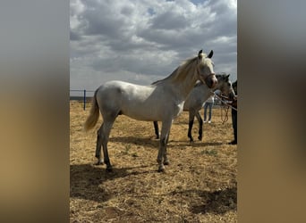Andalusian, Stallion, 4 years, 15.2 hh, Grey