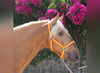 Andalusian, Stallion, 4 years, 15,2 hh, Palomino