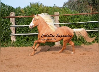 Andalusian, Stallion, 4 years, 15.2 hh, Palomino