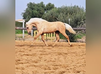 Andalusian, Stallion, 4 years, 15,2 hh, Palomino