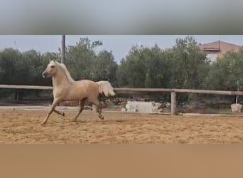 Andalusian, Stallion, 4 years, 15,2 hh, Palomino