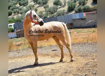 Andalusian, Stallion, 4 years, 15.2 hh, Palomino