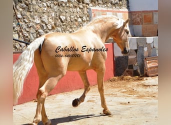 Andalusian, Stallion, 4 years, 15.2 hh, Palomino