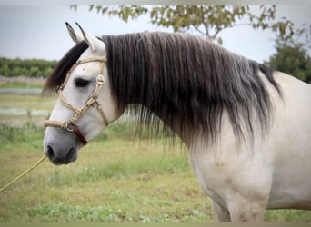 Andalusian, Stallion, 4 years, 15.3 hh, Brown Falb mold
