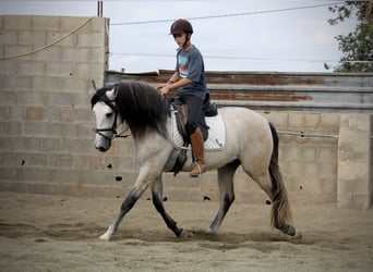 Andalusian, Stallion, 4 years, 15.3 hh, Brown Falb mold