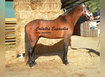 Andalusian, Stallion, 4 years, 15,3 hh, Brown Falb mold