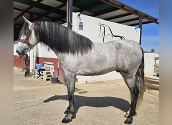 Andalusian, Stallion, 4 years, 15.3 hh, Gray