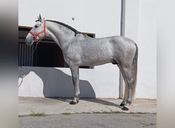 Andalusian, Stallion, 4 years, 15.3 hh, Grey