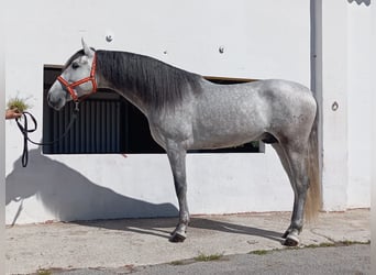 Andalusian, Stallion, 4 years, 15.3 hh, Grey