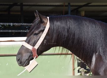 Andalusian, Stallion, 4 years, 15 hh, Bay-Dark