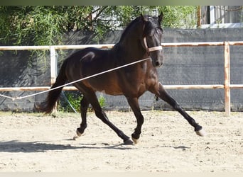 Andalusian, Stallion, 4 years, 15 hh, Bay-Dark