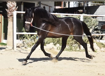 Andalusian, Stallion, 4 years, 15 hh, Bay-Dark