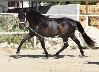 Andalusian, Stallion, 4 years, 15 hh, Bay-Dark