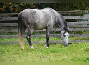 Andalusian, Stallion, 4 years, 15 hh, Gray-Dapple