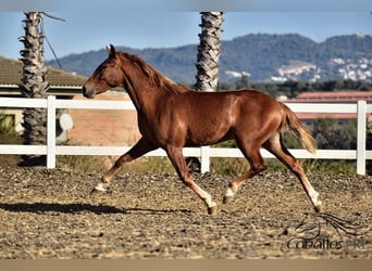 Andalusian, Stallion, 4 years, 15,1 hh, Chestnut-Red