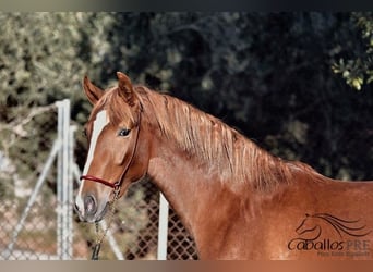 Andalusian, Stallion, 4 years, 15,1 hh, Chestnut-Red