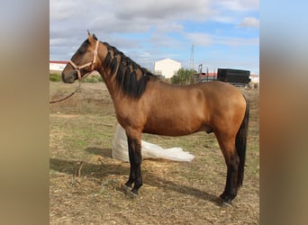 Andalusian, Stallion, 4 years, 15,1 hh, Dun