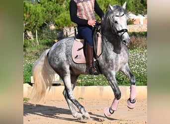 Andalusian, Stallion, 4 years, 15,1 hh, Grey