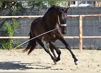 Andalusian, Stallion, 4 years, 15,2 hh, Black