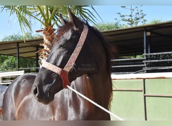 Andalusian, Stallion, 4 years, 15,2 hh, Black