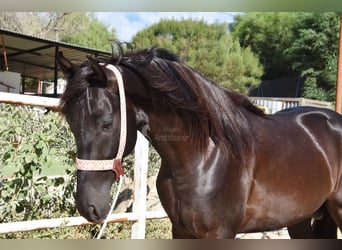 Andalusian, Stallion, 4 years, 15,2 hh, Black