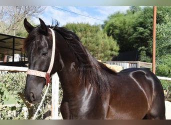 Andalusian, Stallion, 4 years, 15,2 hh, Black