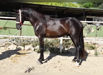 Andalusian, Stallion, 4 years, 15,2 hh, Black