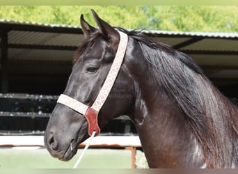 Andalusian, Stallion, 4 years, 15,2 hh, Black
