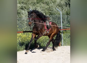 Andalusian, Stallion, 4 years, 15,2 hh, Brown