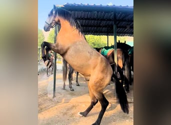 Andalusian, Stallion, 4 years, 15,2 hh, Dun