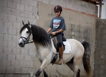 Andalusian, Stallion, 4 years, 15,3 hh, Brown Falb mold
