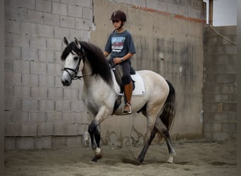 Andalusian, Stallion, 4 years, 15,3 hh, Brown Falb mold