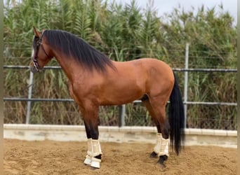 Andalusian, Stallion, 4 years, 16,1 hh, Bay