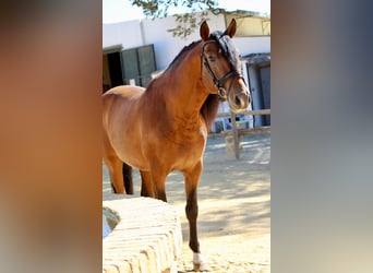 Andalusier, Hengst, 4 Jahre, 16,1 hh, Rotbrauner