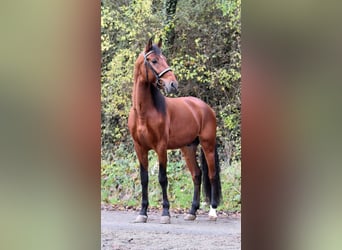 Andalusian, Stallion, 4 years, 16.1 hh, Brown