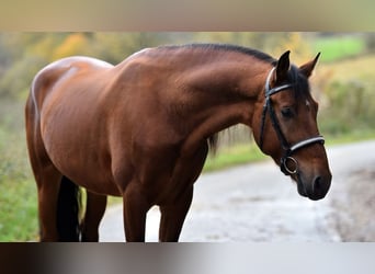 Andalusian, Stallion, 4 years, 16.1 hh, Brown