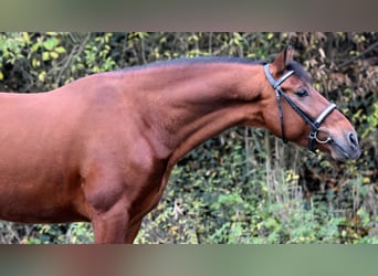 Andalusian, Stallion, 4 years, 16.1 hh, Brown