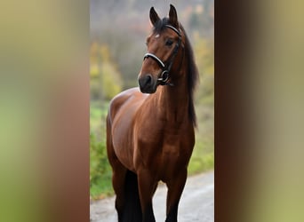 Andalusian, Stallion, 4 years, 16.1 hh, Brown