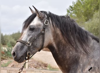 Andalusian, Stallion, 4 years, 16,1 hh, Dun