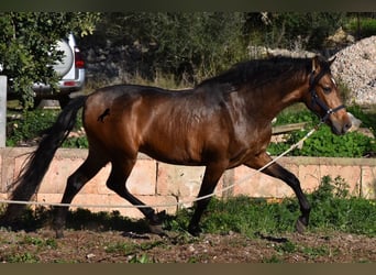 Andalusian, Stallion, 4 years, 16.1 hh, Dun