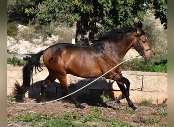 Andalusian, Stallion, 4 years, 16.1 hh, Dun