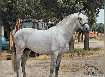 Andalusian, Stallion, 4 years, 16,1 hh, Gray