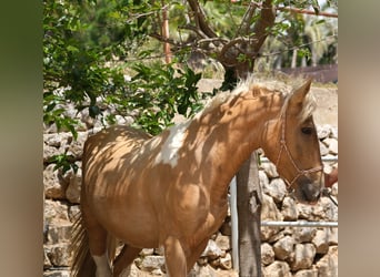 Andalusian, Stallion, 4 years, 16.1 hh, Pinto