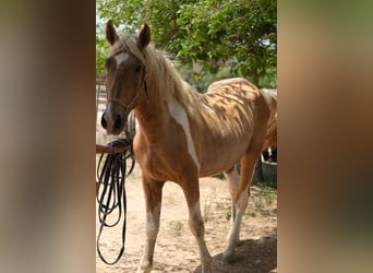 Andalusian, Stallion, 4 years, 16.1 hh, Pinto