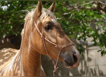 Andalusian, Stallion, 4 years, 16.1 hh, Pinto