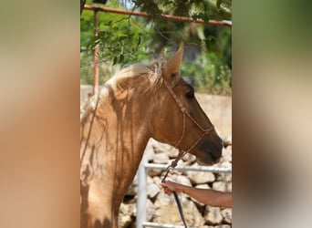 Andalusian, Stallion, 4 years, 16.1 hh, Pinto