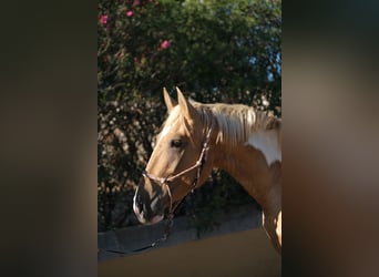 Andalusian, Stallion, 4 years, 16.1 hh, Pinto
